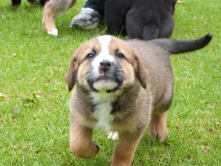 chinook dog